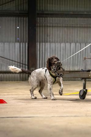 English Springer Spaniel for sale by TARNAHVN