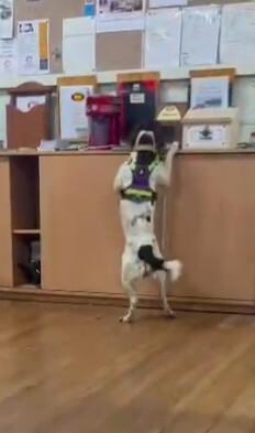 English Springer Spaniel for sale by TARNAHVN