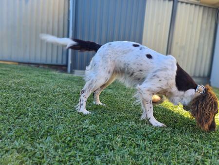 English Springer Spaniel for sale by TARNAHVN
