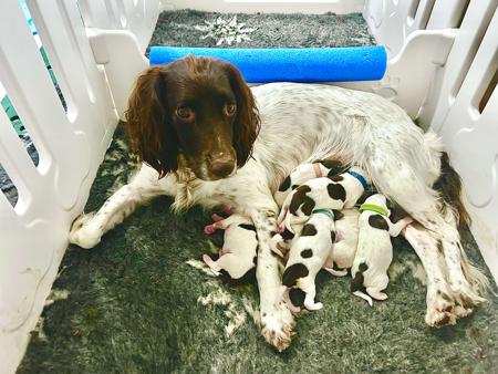English Springer Spaniel puppy for sale by TARNAHVEN