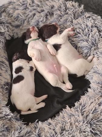 English Springer Spaniel for sale by TARNAHVN