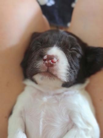 English Springer Spaniel for sale by TARNAHVN