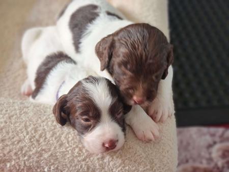 English Springer Spaniel for sale by TARNAHVN
