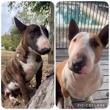 Bull Terrier (Miniature) for sale by TINKLEBULL