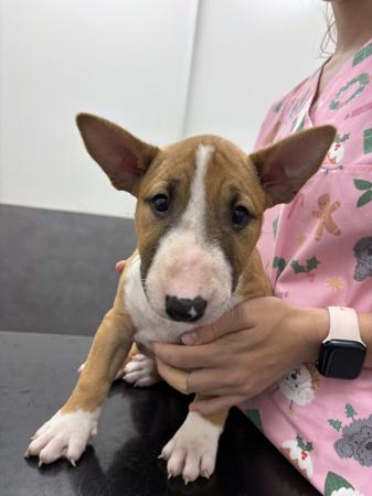 Bull Terrier (Miniature) for sale by TINKLEBULL