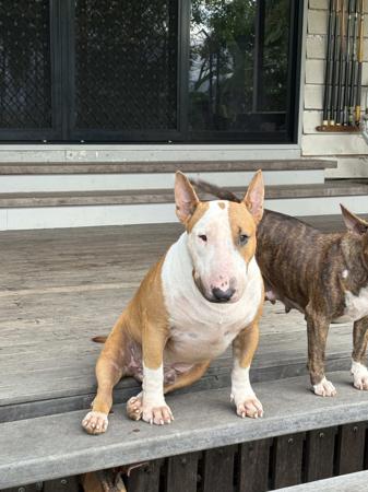 Bull Terrier (Miniature) for sale by TINKLEBULL