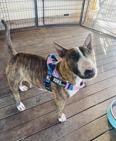 Bull Terrier (Miniature) for sale by TINKLEBULL