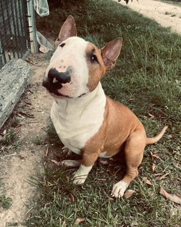 Bull Terrier (Miniature) for sale by TINKLEBULL