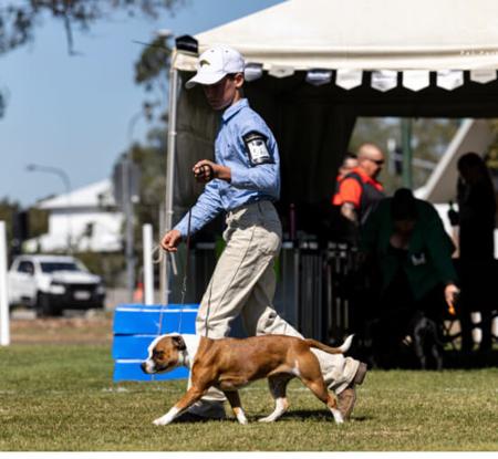 Staffordshire Bull Terrier for sale by STAFFEILD