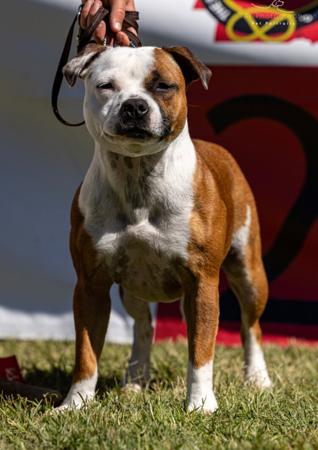 Staffordshire Bull Terrier for sale by STAFFEILD