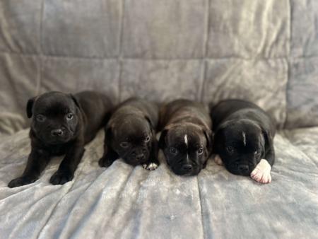Staffordshire Bull Terrier for sale by STAFFEILD