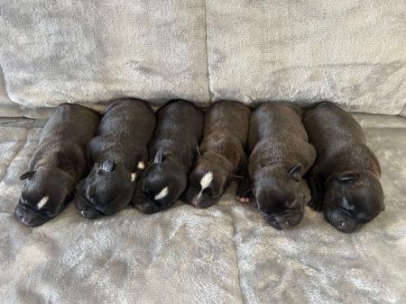 Staffordshire Bull Terrier for sale by STAFFEILD