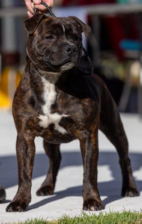 Staffordshire Bull Terrier for sale by STAFFEILD