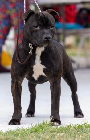 Staffordshire Bull Terrier for sale by STAFFEILD