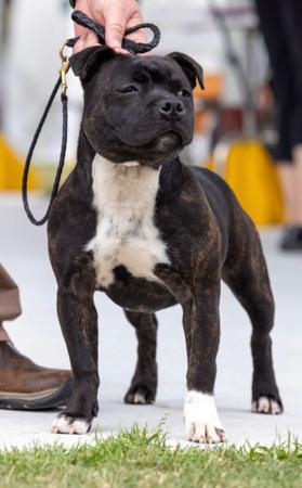 Staffordshire Bull Terrier for sale by STAFFEILD