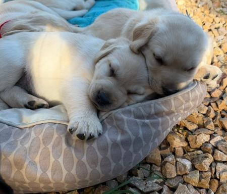 Labrador Retriever for sale by WINDYHAVEN