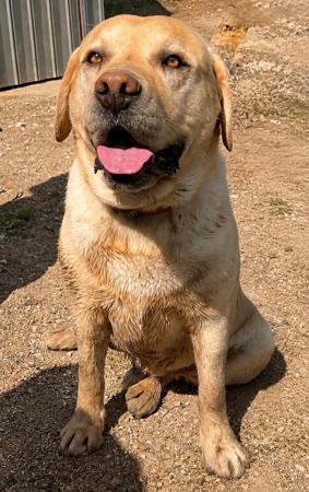 Labrador Retriever for sale by WINDYHAVEN