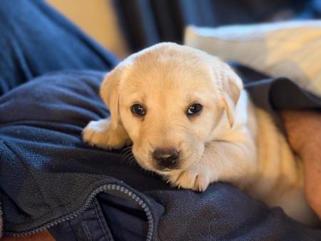 Labrador Retriever for sale by WINDYHAVEN