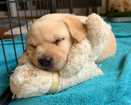 Labrador Retriever puppy for sale by WINDYHAVEN