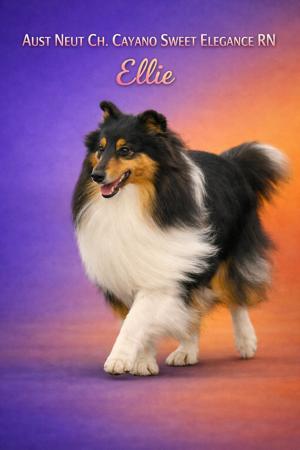 Neut Ch Cayano Sweet Elegance RN Collie (Rough)