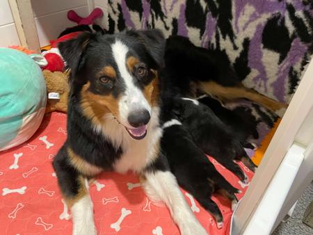 Australian Shepherd for sale by MILBRE