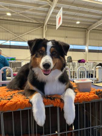 Australian Shepherd for sale by MILBRE