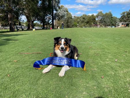 Australian Shepherd for sale by MILBRE