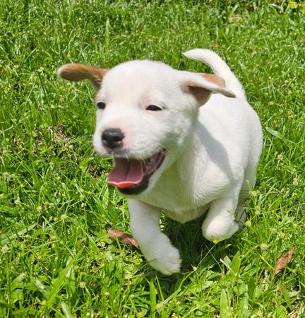 Parson Russell Terrier for sale by CORAL175