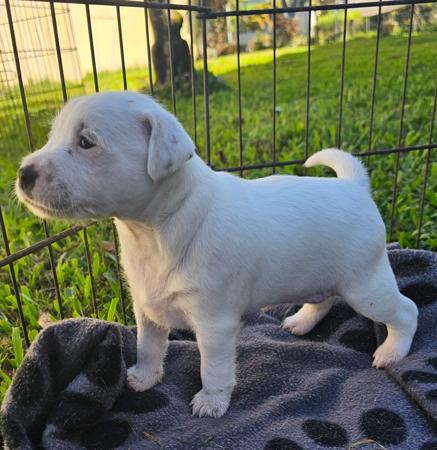Parson Russell Terrier for sale by LITTLELEAS