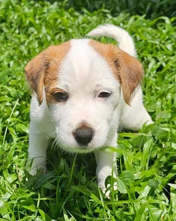 Parson Russell Terrier for sale by LITTLELEAS