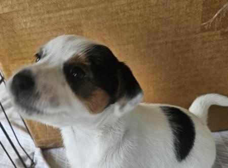 Parson Russell Terrier for sale by LITTLELEAS