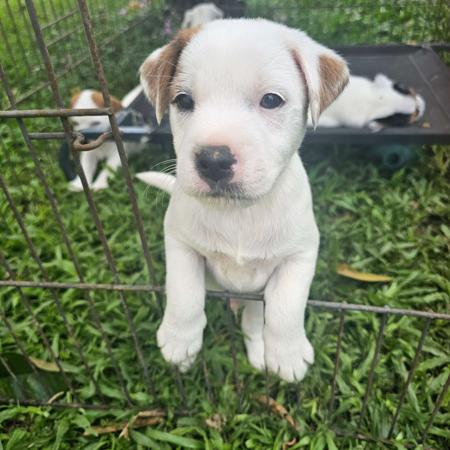 Parson Russell Terrier for sale by LITTLELEAS