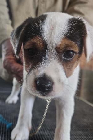 Parson Russell Terrier for sale by LITTLELEAS