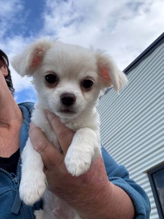 Chihuahua (Long Coat) for sale by JATONA