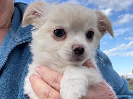 Chihuahua (Long Coat) for sale by JATONA