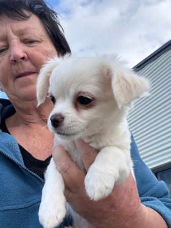 Chihuahua (Long Coat) for sale by JATONA