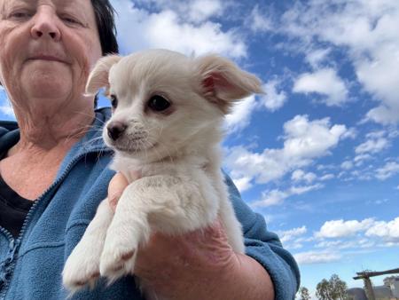 Chihuahua (Long Coat) for sale by JATONA