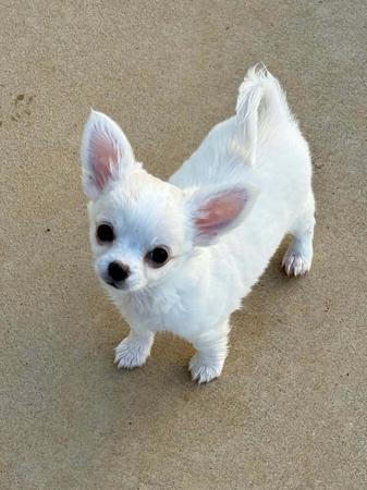 Chihuahua (Long Coat) for sale by JATONA