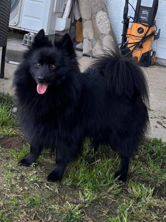 German Spitz (Mittel) for sale by ALPINEBASE