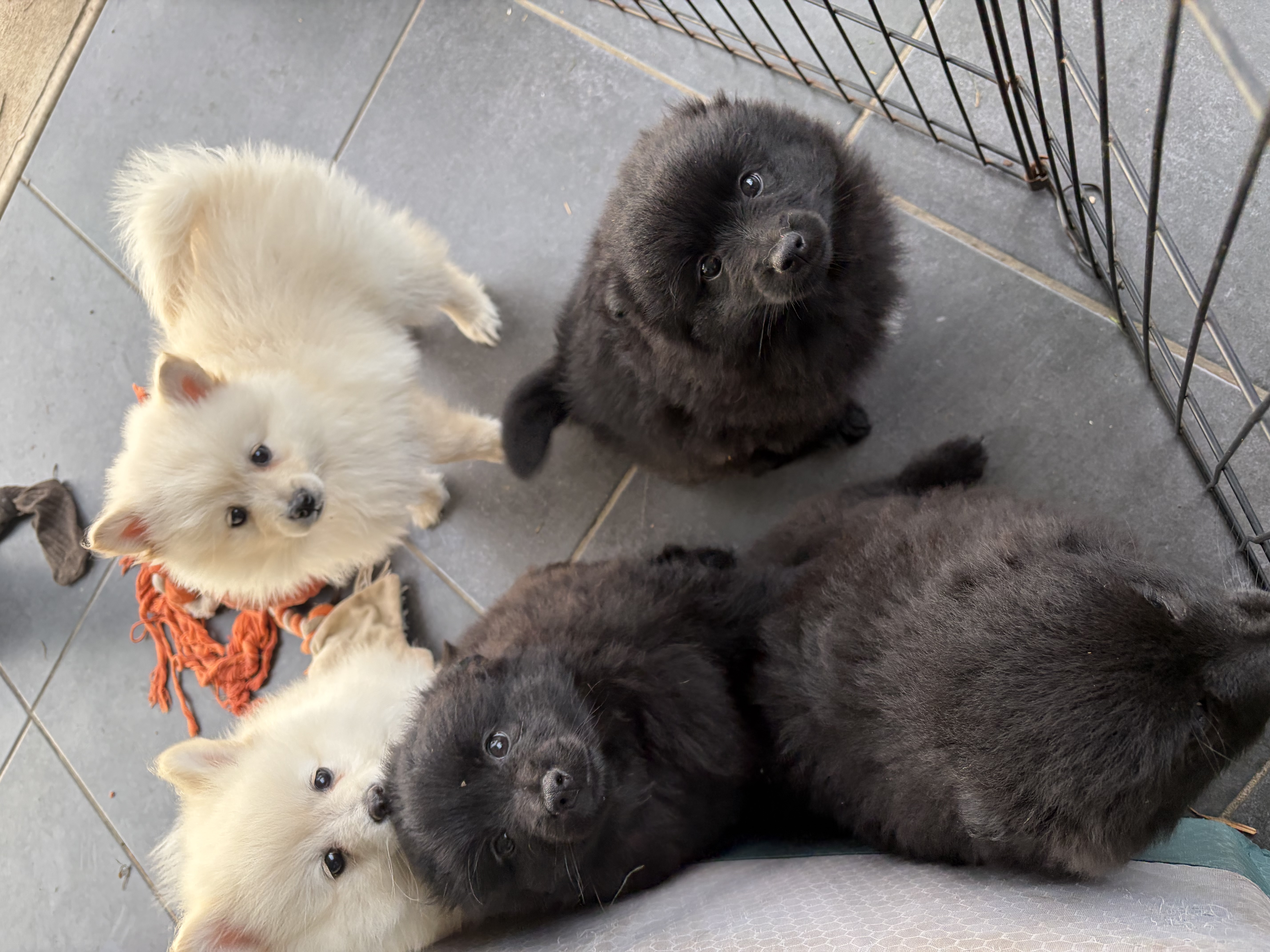 German Spitz (Mittel) for sale by ALPINEBASE