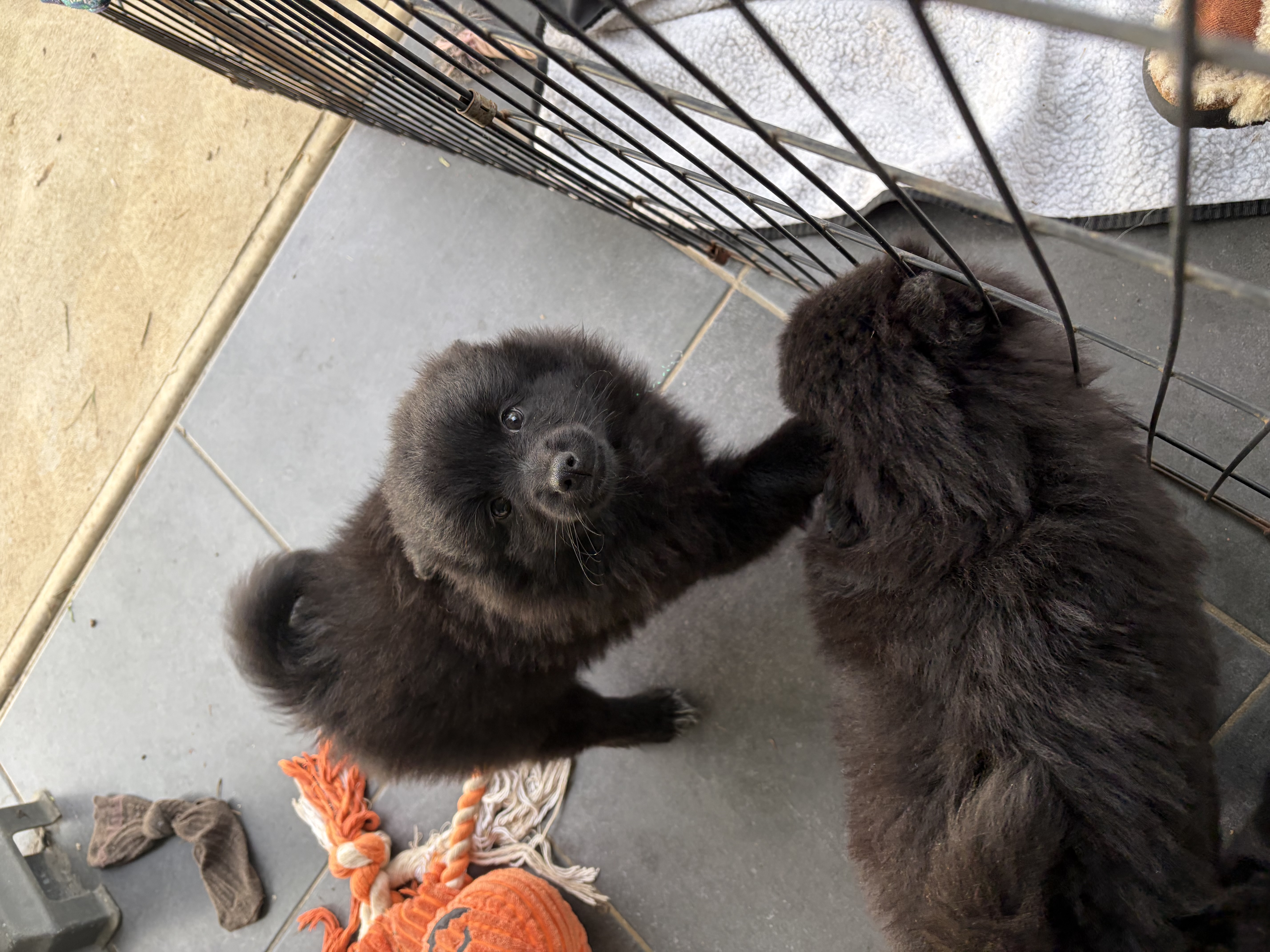 German Spitz (Mittel) for sale by ALPINEBASE