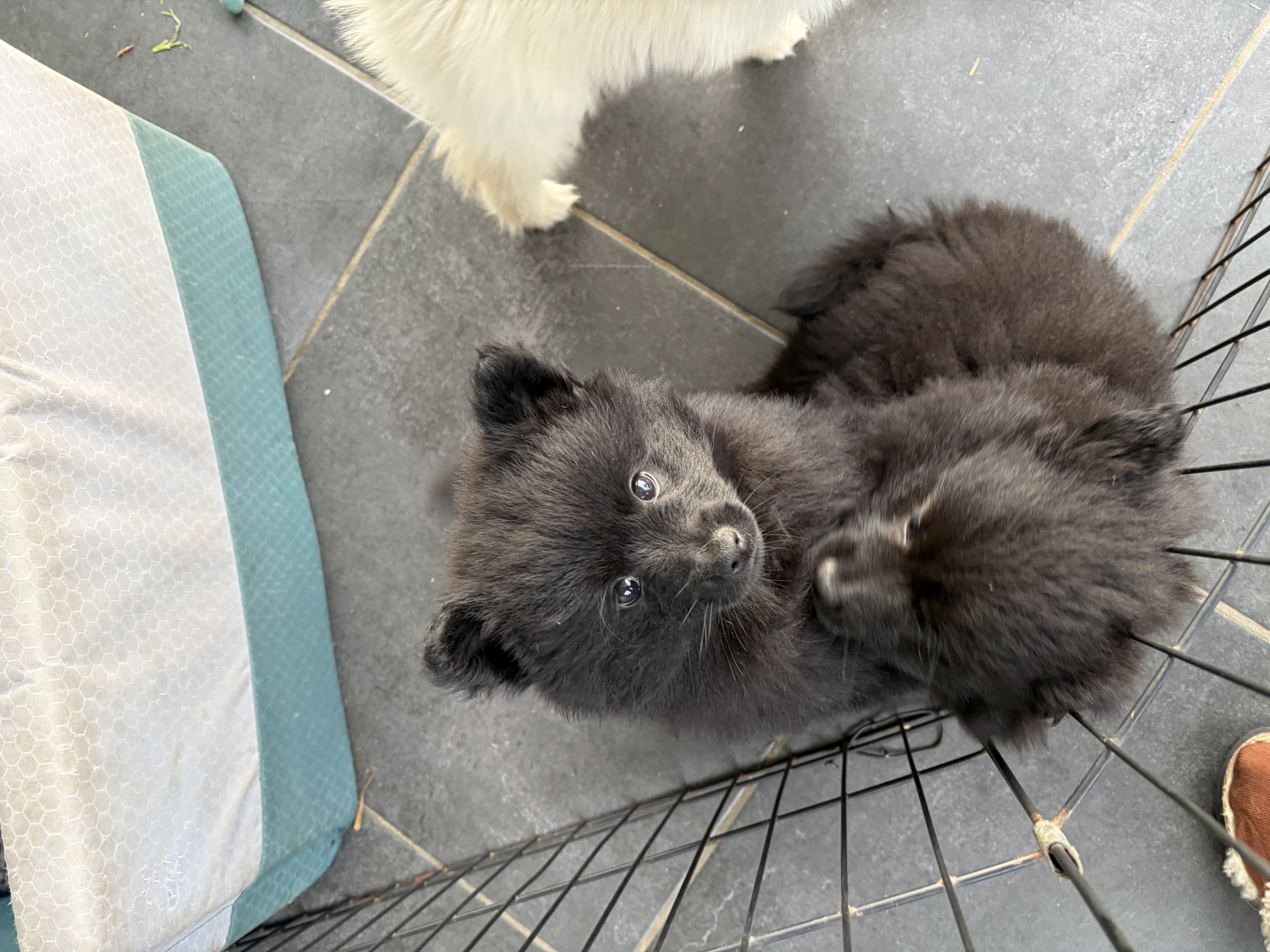 German Spitz (Mittel) for sale by ALPINEBASE