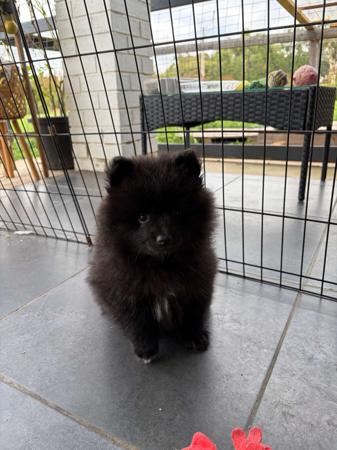 German Spitz (Mittel) for sale by ALPINEBASE