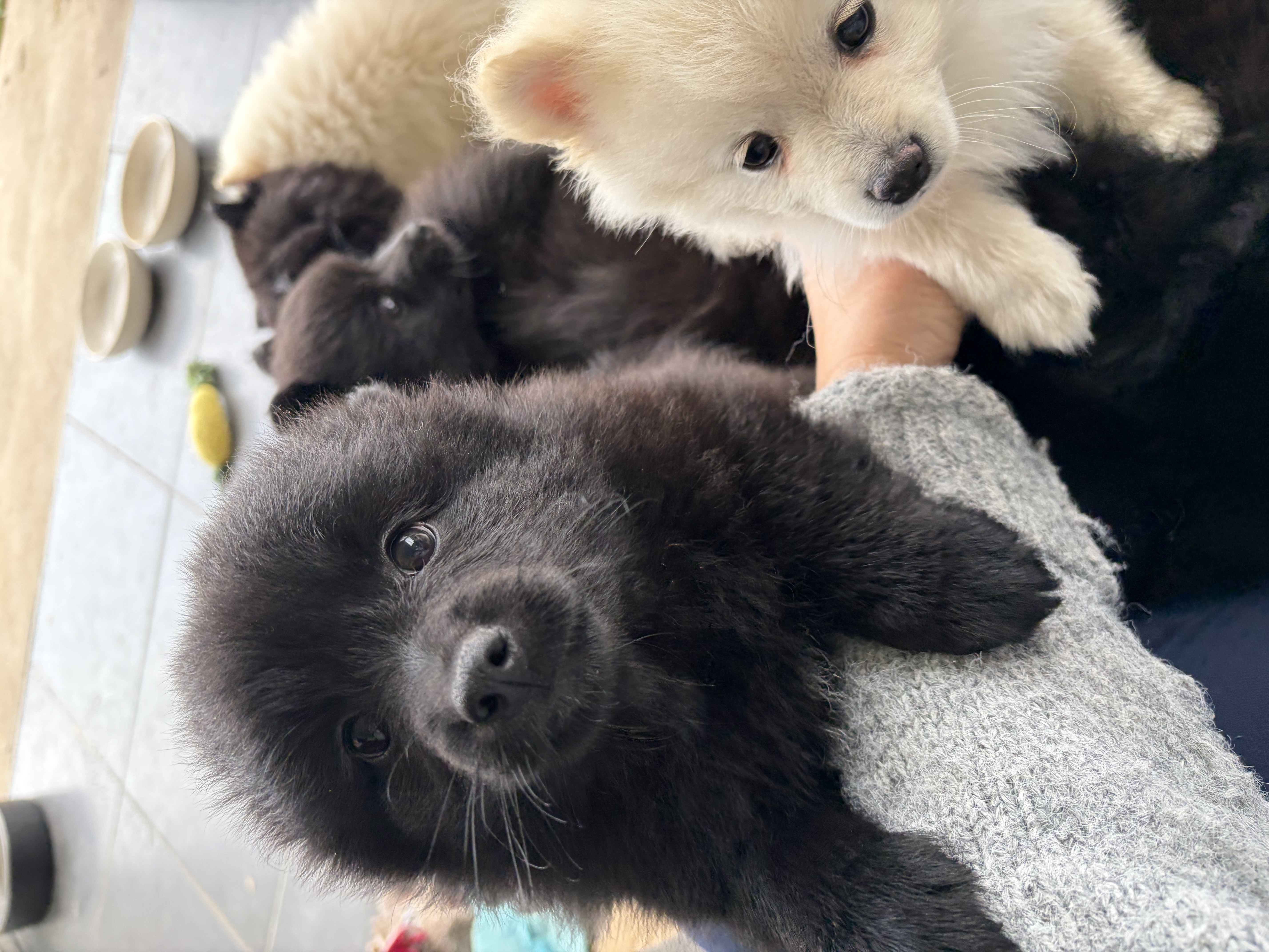 German Spitz (Mittel) for sale by ALPINEBASE
