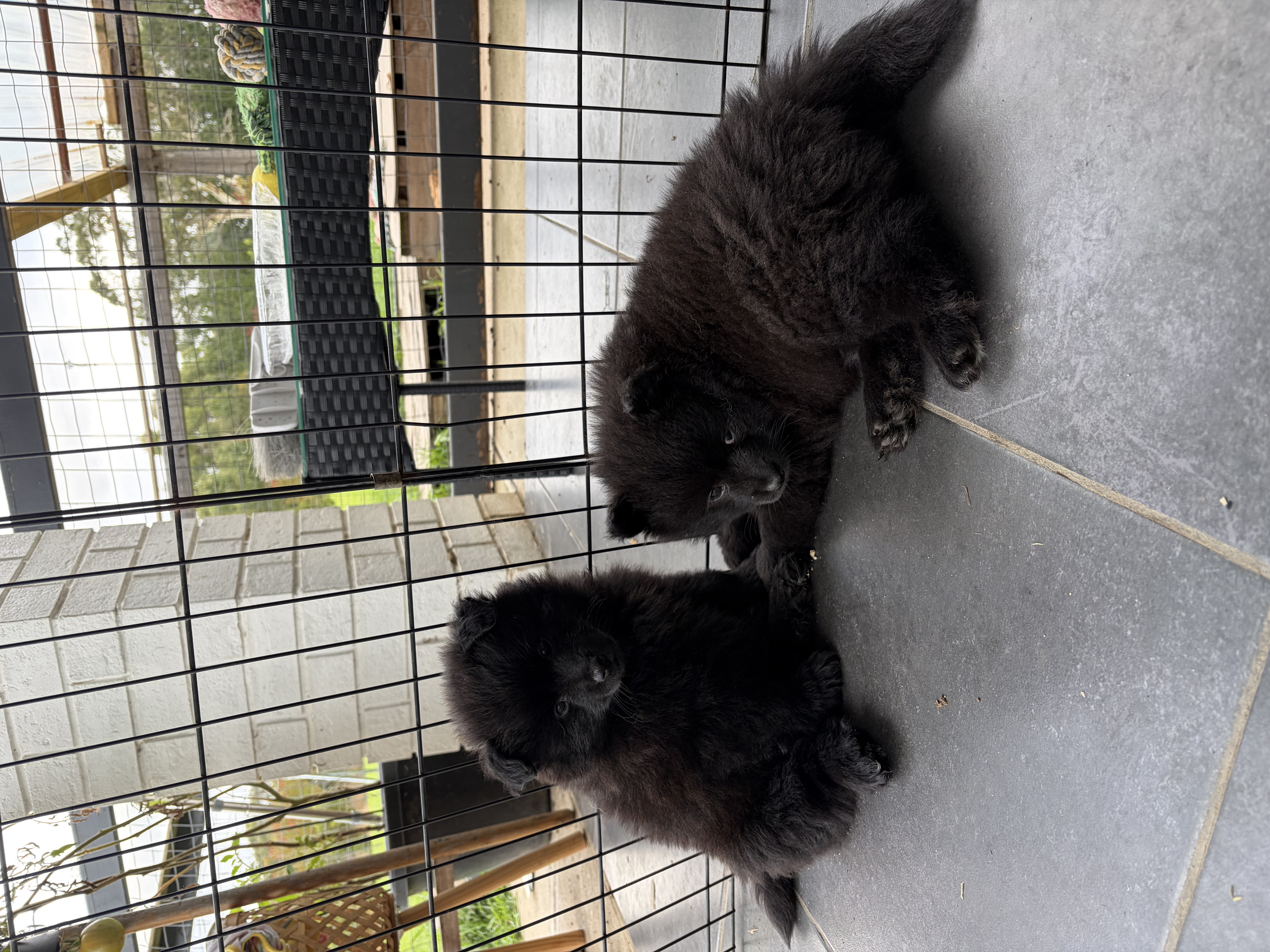 German Spitz (Mittel) for sale by ALPINEBASE
