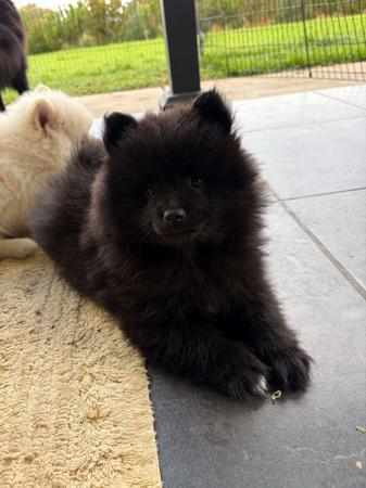 German Spitz (Mittel) for sale by ALPINEBASE