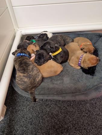 Staffordshire Bull Terrier puppy for sale by STONEFIA