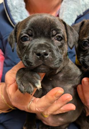 Staffordshire Bull Terrier puppy for sale by STONEFIA
