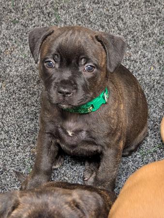 Staffordshire Bull Terrier puppy for sale by STONEFIA