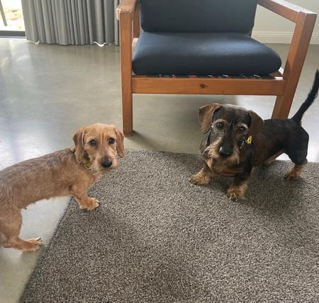 Dachshund (Miniature Wire Haired) for sale by BEKSWYRE